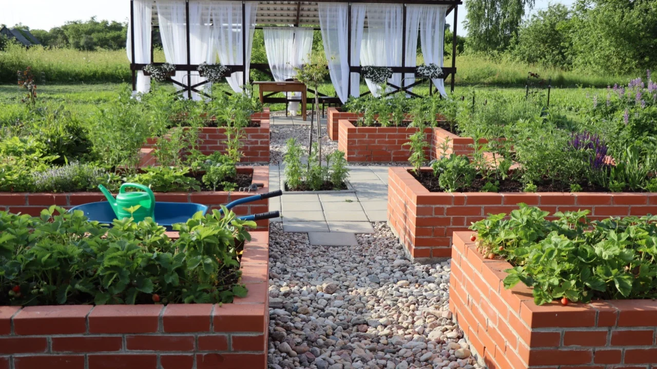 A modern vegetable garden with raised bricks beds. Raised beds gardening in an urban garden growing plants, herbs, berries and vegetables