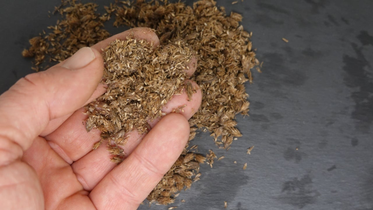 Close-up of a farmer's hand holding dried yarrow seeds, showcasing the texture and potential for planting or medicinal applications