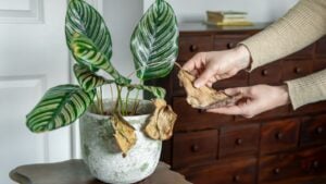 Woman's Hands Inspecting Wilted Leaves on an Indoor Calathea Plant &ndash; Signs of Disease and Care Needs