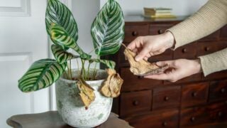 Woman's Hands Inspecting Wilted Leaves on an Indoor Calathea Plant – Signs of Disease and Care Needs
