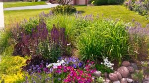 Curb appeal alert: pollinator's delight: colorful rock bed of miscanthus sinensis, lavender nepeta, dark purple salvia Caradonna (sage), yellow Creeping Jenny, creeping phlox on a sunny summer day.