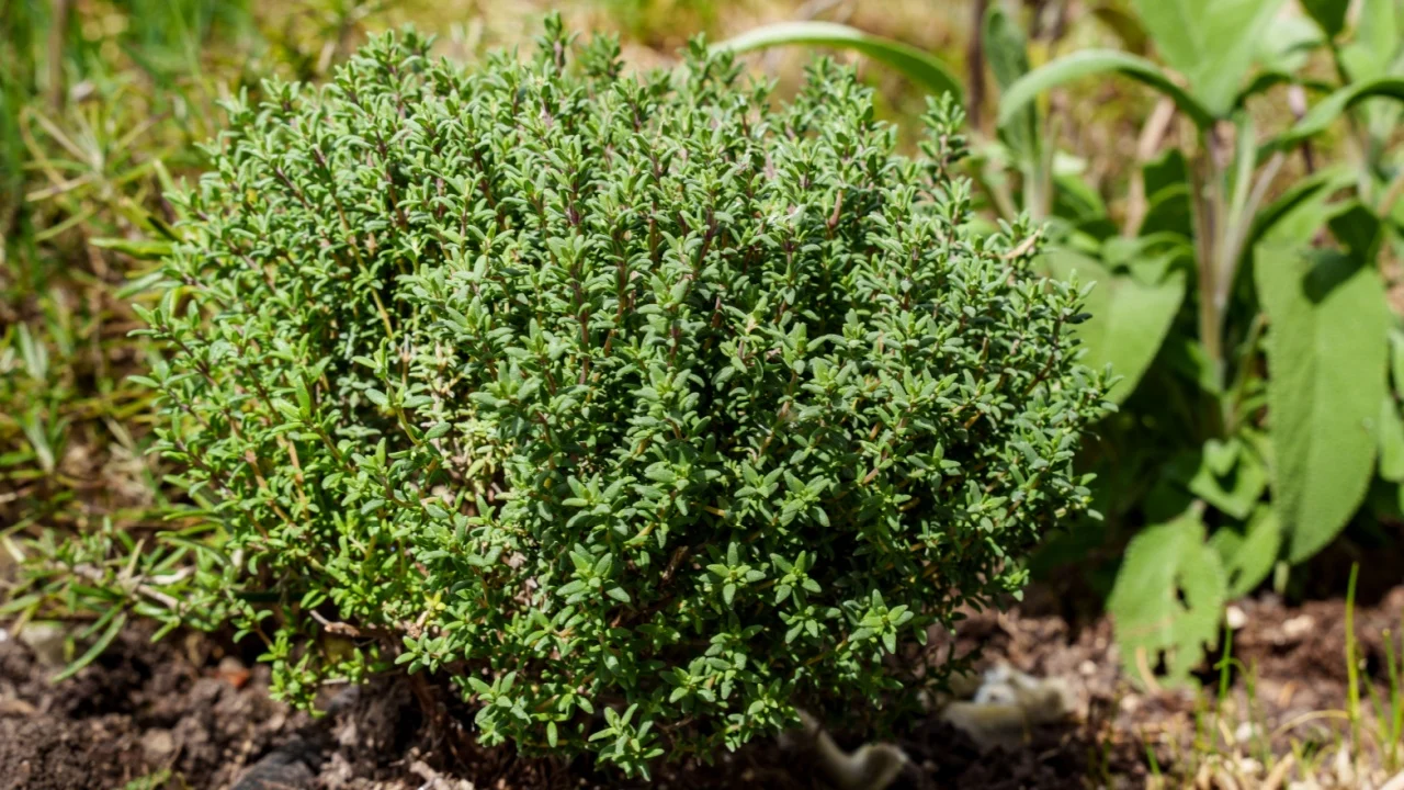 Thyme (Thymus vulgaris), an aromatic medicinal and spice plant, fresh from the garden.