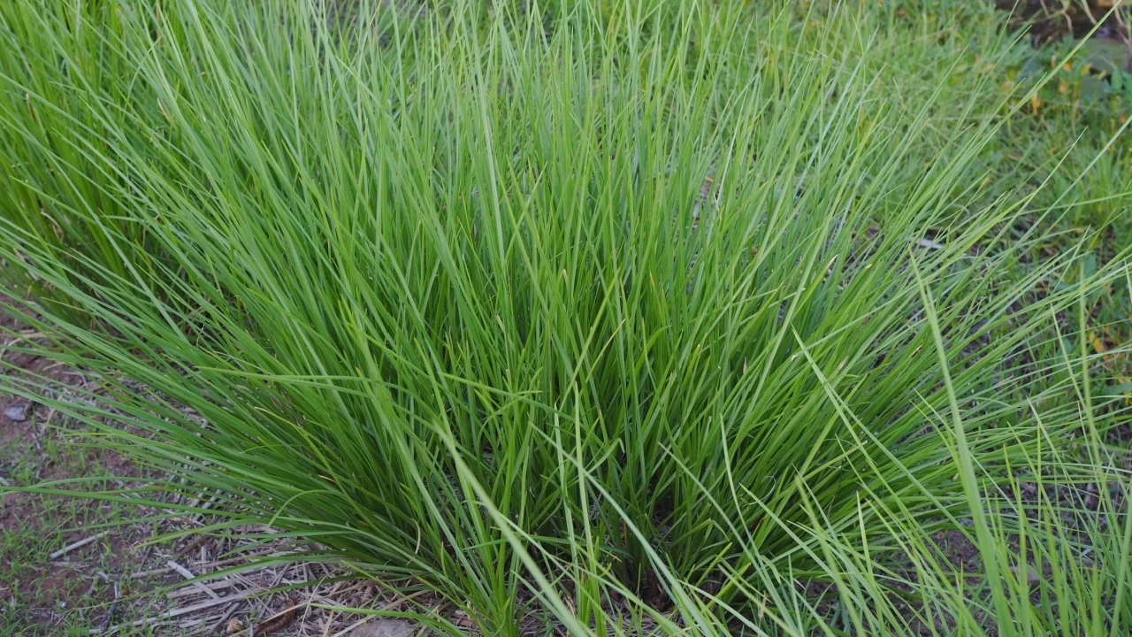 The green vetiver grass is in the pond next to my house. It is a useful grass with many roots. Its roots help hold the soil so that it does not collapse.