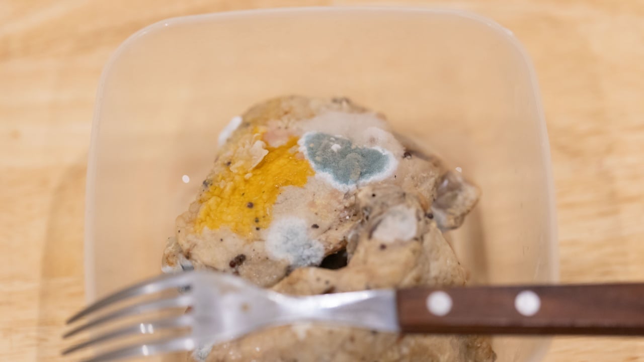 Moldy Food in a Container Exemplifying Spoilage and Decay Issues