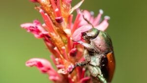 A closeup of a Japanese beetle on a plant.
