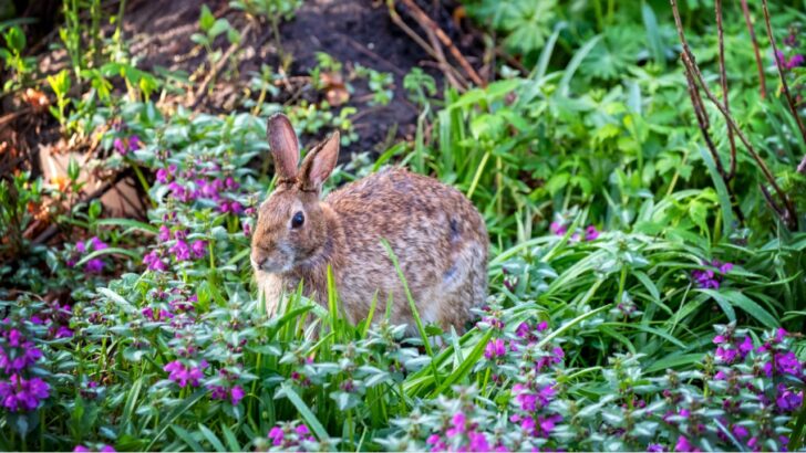 Why Your Yard is a Bunny Paradise