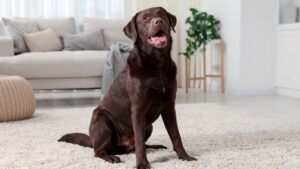 Cute dog on floor at home. Lovely pet