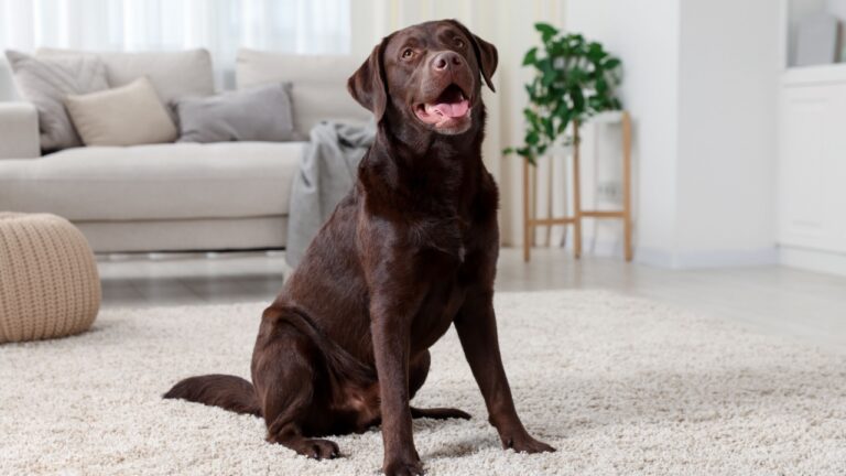 Cute dog on floor at home. Lovely pet