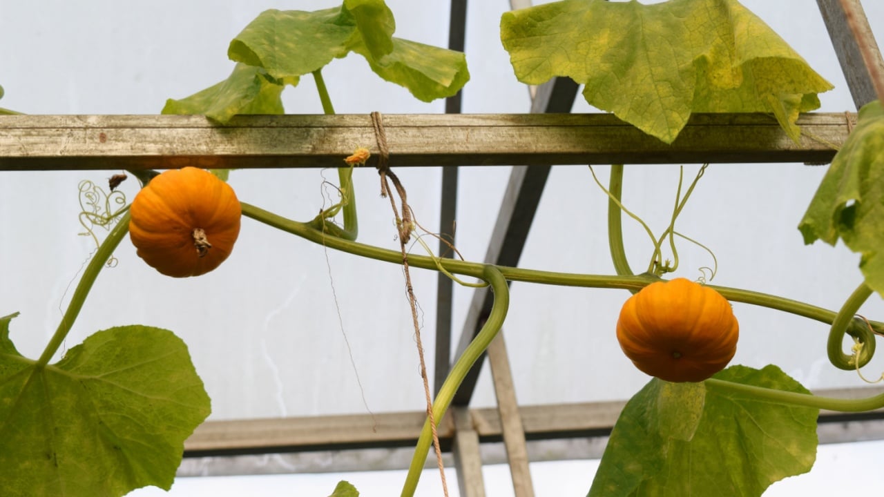 mini size golden pumpkin in the garden