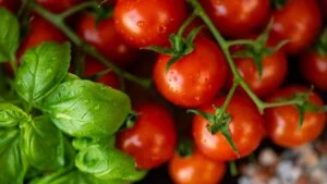 Fresh ripe cherry tomatoes on vine with vibrant green basil leaves covered in water droplets in natural light. Organic farming, healthy eating, fresh produce and kitchen herbs garden