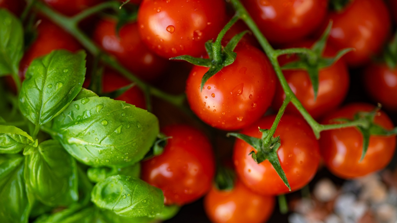 Fresh ripe cherry tomatoes on vine with vibrant green basil leaves covered in water droplets in natural light. Organic farming, healthy eating, fresh produce and kitchen herbs garden