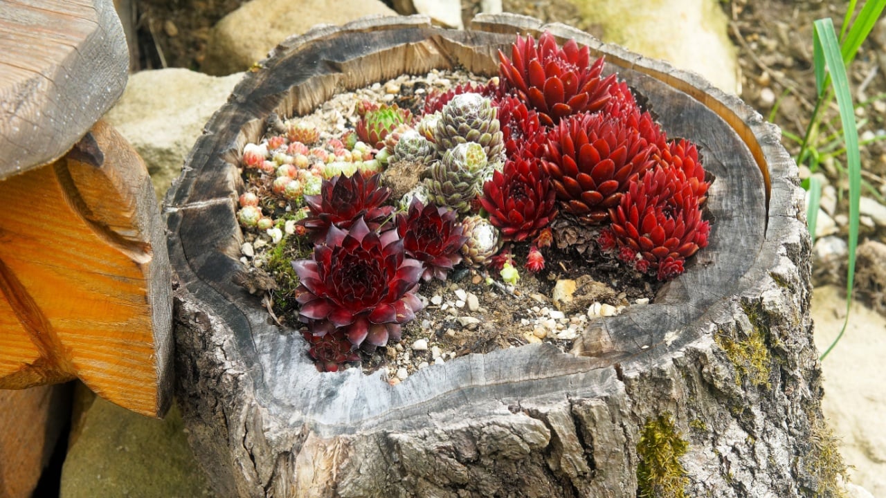 succulents in a tree trunk in the garden