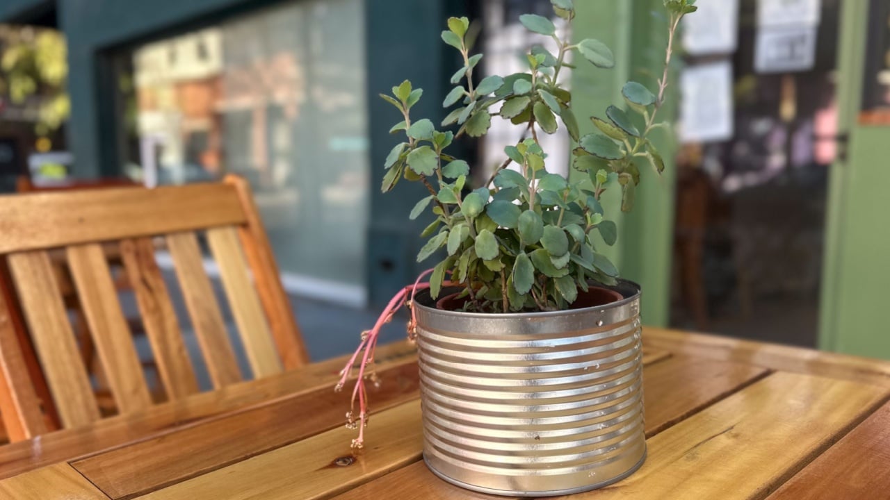 Creative upcycling idea showing plant growing out of an reused old metal can, an outdoor table