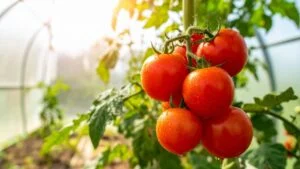 Close-up of red tomatoes with water droplets, growing on a vine inside a greenhouse. Sunlight illuminates the scene.