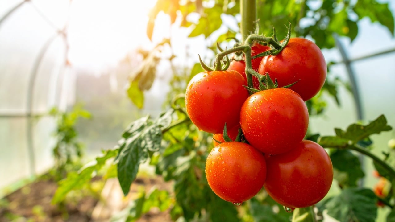 Close-up of red tomatoes with water droplets, growing on a vine inside a greenhouse. Sunlight illuminates the scene.