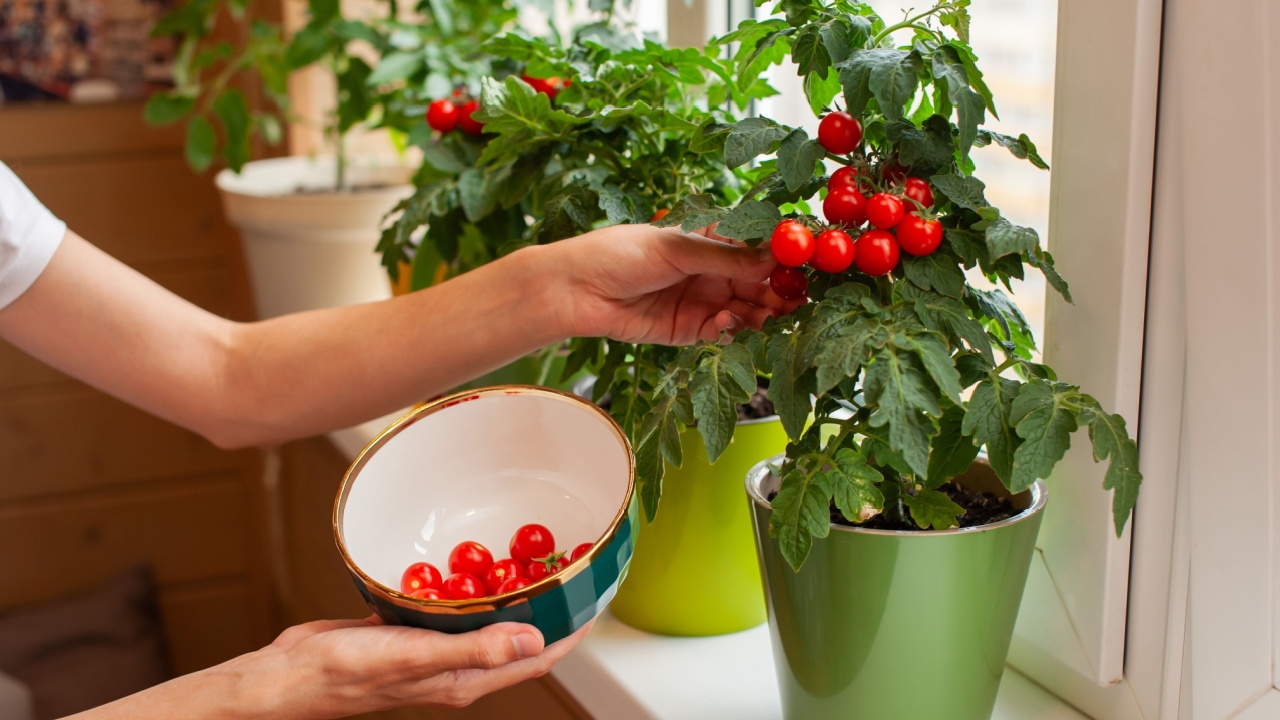 A person carefully picks ripe cherry tomatoes from green potted plants on a windowsill, enjoying a sunny afternoon at home. The bowl is ready to collect the fresh harvest.