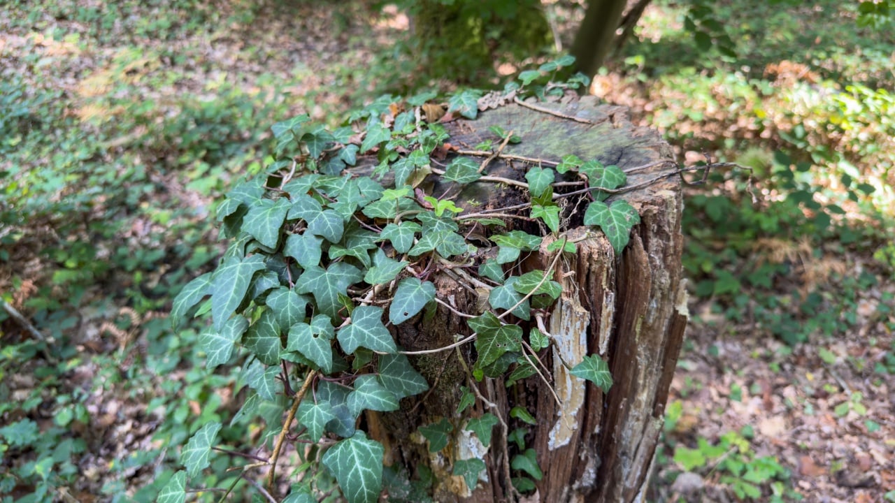 Lush green ivy vines growing on an old weathered tree stump in a forest