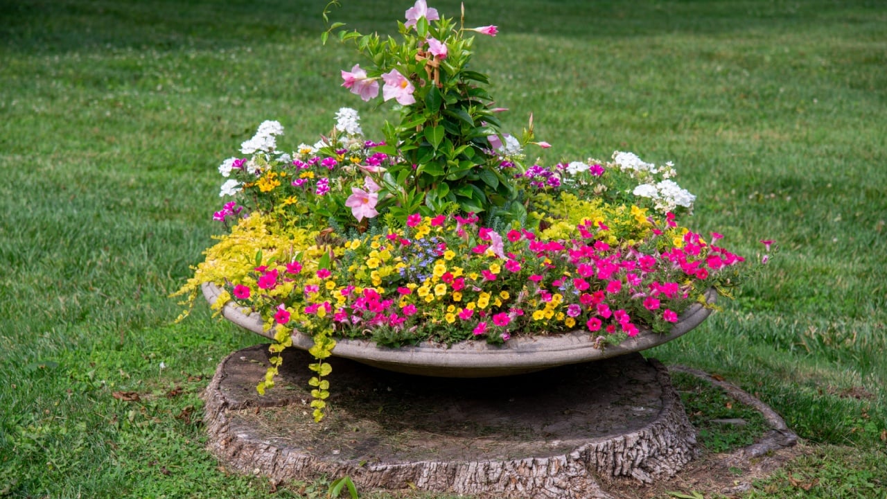Flowers Blooming in the Springtime
