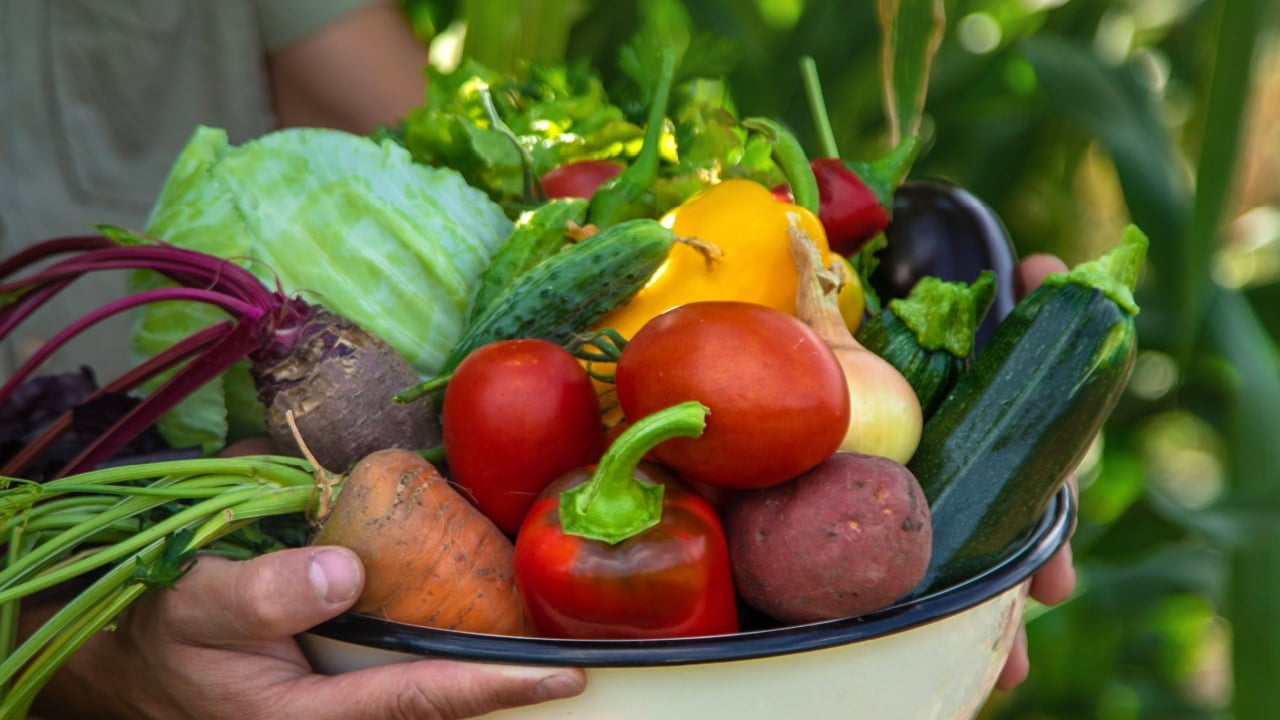 A man farmer is harvesting vegetables in the garden. selective focus. food.