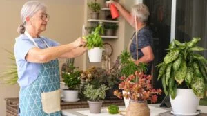 Happy senior couple gardening together at home, nurturing indoor plants and enjoying retirement with nature &mdash; active elderly lifestyle, teamwork and hobby gardening