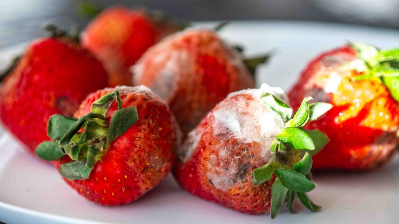 Spoiled, moldy strawberries. Food waste