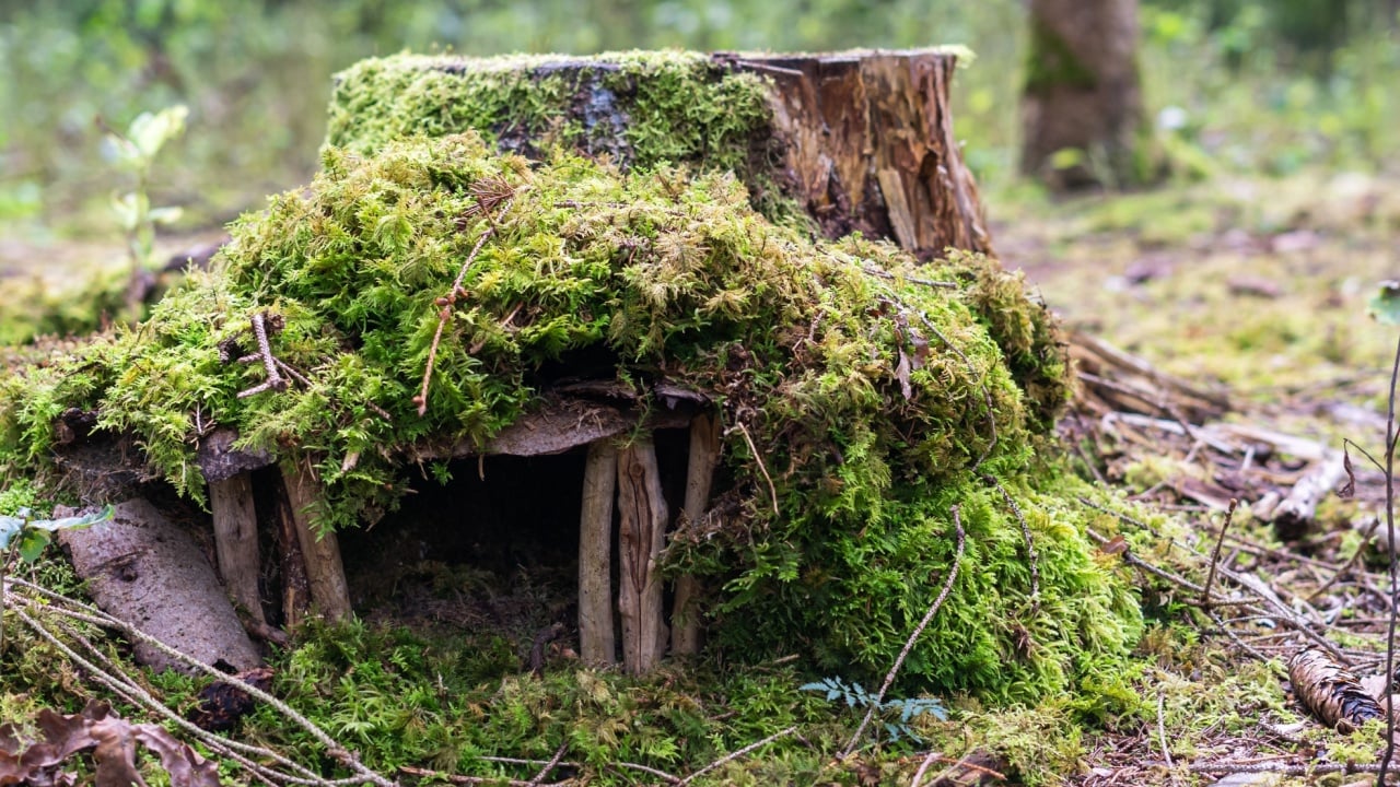 Creative miniature fairy house crafted from a small tree stump with a stick entrance, decorated with moss. Whimsical and enchanting natural scene, perfect for fantasy or garden-themed compositions.