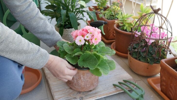 The Thrift Store Garden Finds That Look Like They Cost a Fortune (And Cost Almost Nothing)
