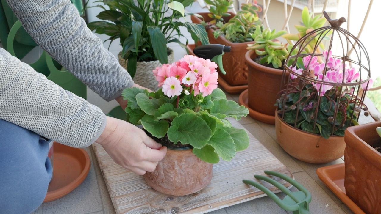 Woman care to potted flowers on balcony, spraying them with water on sunny day. Gardening tools. Nature and plant care.