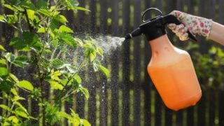 Blackberry Spraying for Aphids and Disease. Spray Blackberries from Pests and Fungal Diseases. Blackberry Plant Care - Pest and Disease Prevention.