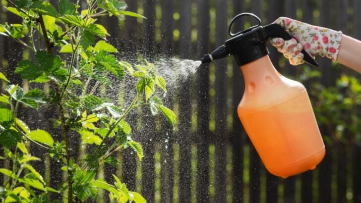 This Homemade Pest Spray Saves Gardens with Just Oil and Soap