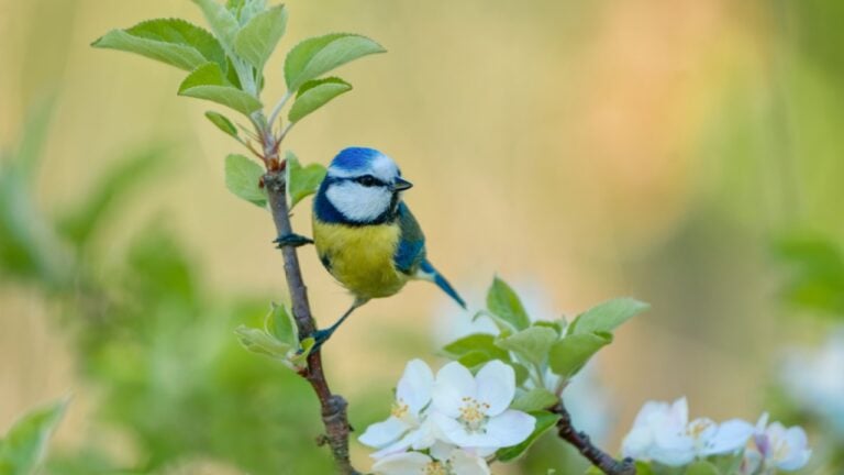 A blue tit sits on a blooming apple tree. A colorful titmouse in the nature. A cute tit in springtime.