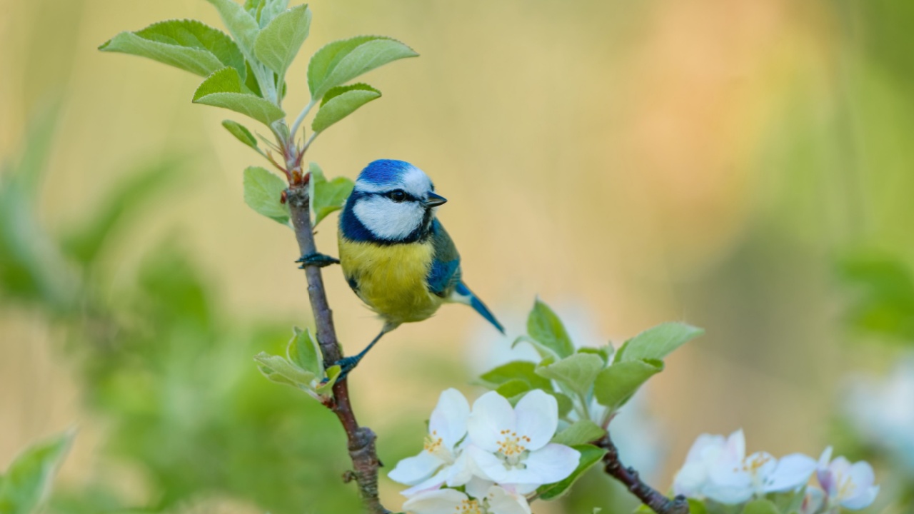 A blue tit sits on a blooming apple tree. A colorful titmouse in the nature. A cute tit in springtime.