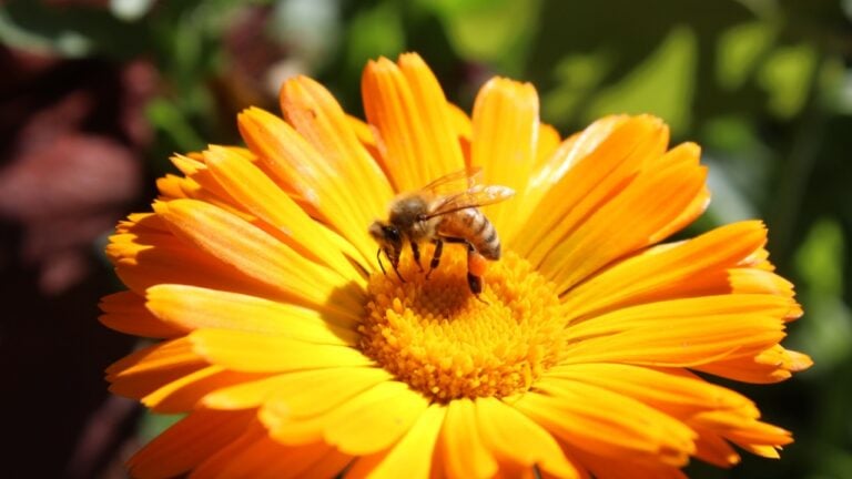 A Honey Bee is extracting nector and pollen from Calendula or Marigold yellow flowers