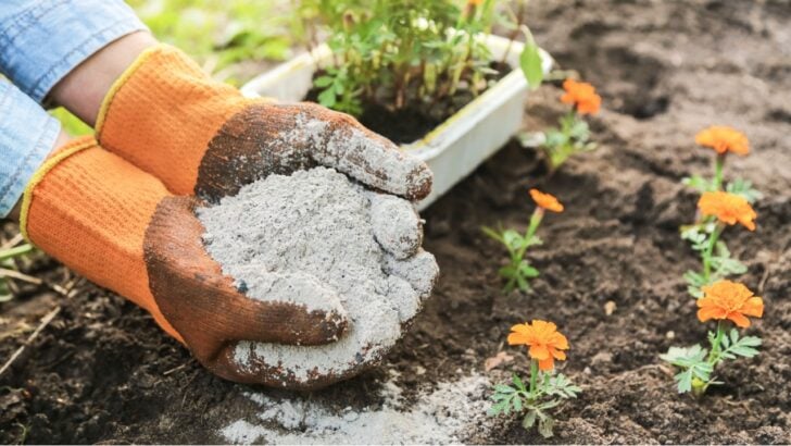 How to Use Firepit Ash to Encourage Healthy Soil (Plus, Other Worthy Amendments)