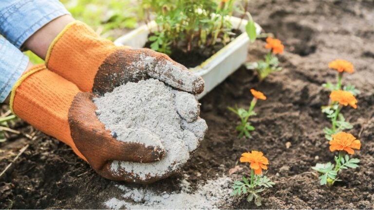 Close up gardener hands sprinkles wood ash powder in garden. Ash fertilizer and protection plants and marigold flowers. Concept organic gardening, farming