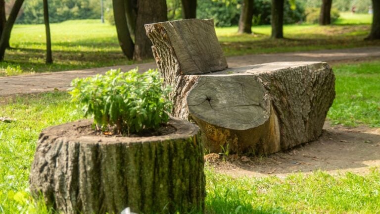 In the foreground, a tree stump is creatively repurposed as a natural planter for green vegetation.