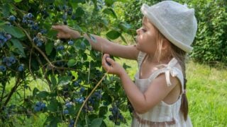 A cute young girl wearing a hat carefully picking ripe blueberries from a lush green bush in a sunny orchard.