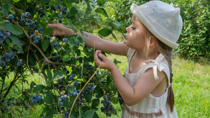 Stop! Don’t Plant These 9 Plants That Could Send Your Child to the Emergency Room