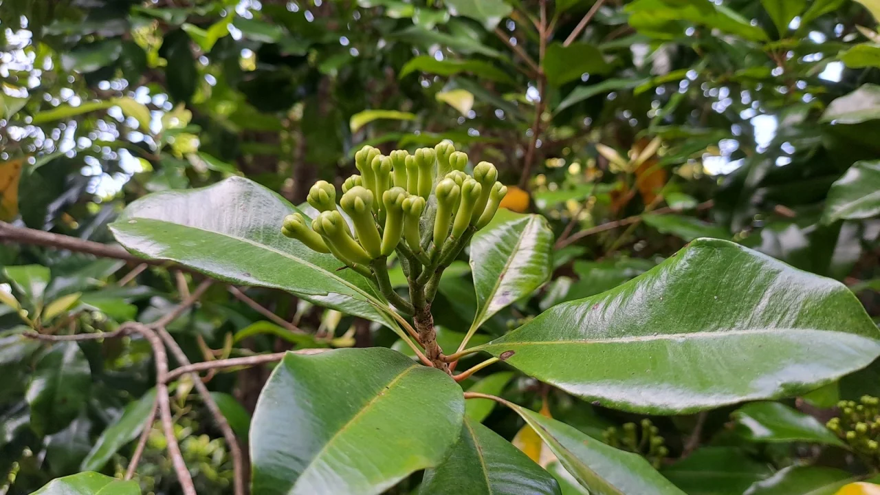 Fresh clove flowers growing naturally on a clove tree branch in a tropical plantation environment.