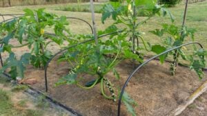 Tall vertical zucchini plant with young courgette fruits tied to a support. Smart landscaping and plant care