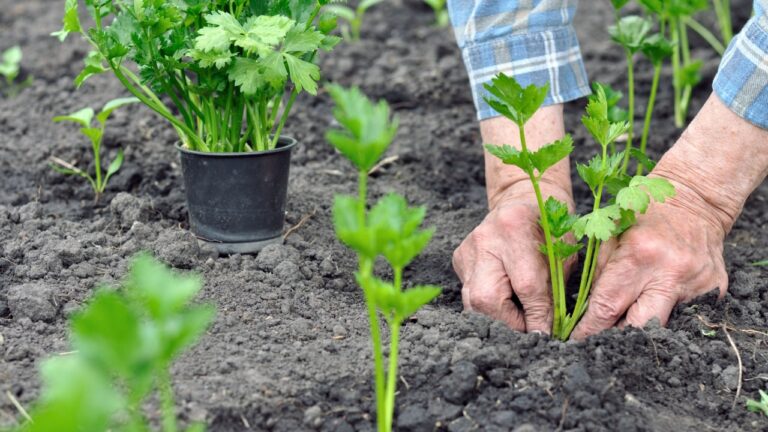 farmer's hands planting a celery seedling in the vegetable garden