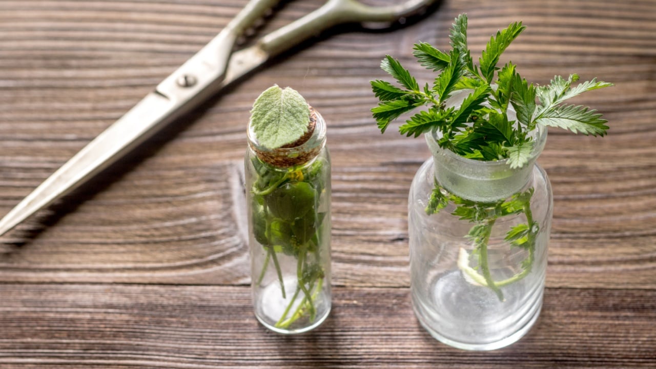 Homeopathy. Store up medicinal herbs. Herbs in glass on wooden table background