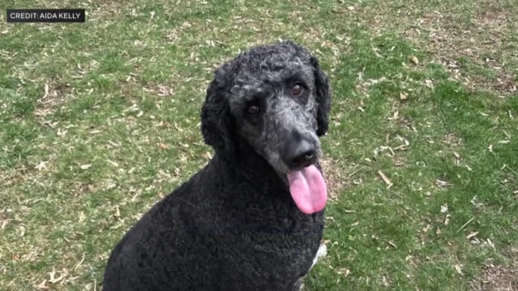 A Heroic Poodle Wouldn’t Stop Barking Before a Fire Destroyed the Owner New Jersey Home