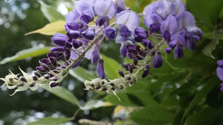 Homeowners With Wisteria Should Check This Before the Vine Gets Expensive