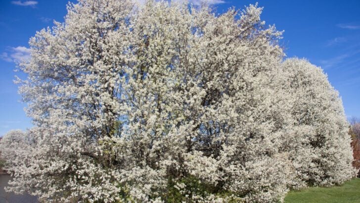 Michigan Landowners Can Get Free Help Before Invasive Plants Take Over Their Property