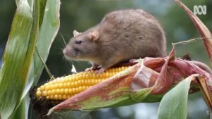 rat