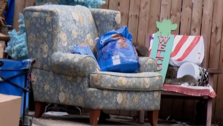 Police Say One Property’s Trash Conditions Sent Rats Toward Neighbors’ Homes