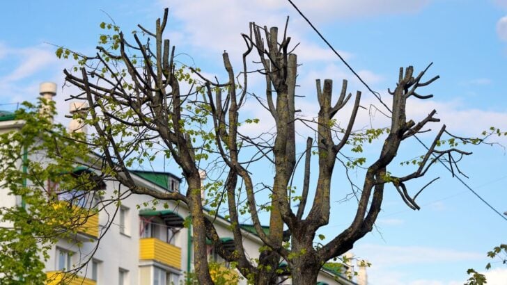 Jefferson Parish Proposal Targets Aggressive Utility Tree Trimming Near Homes