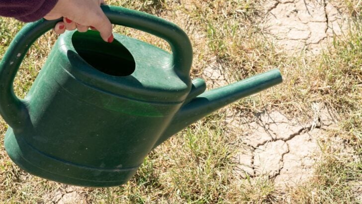 Virginia Water Restrictions Hit Lawns, Gardens, Pools, and Car Washing