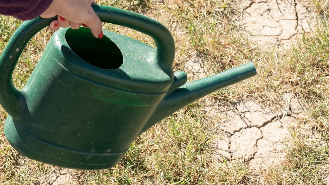 homeowner watering dry lawn drought restrictions